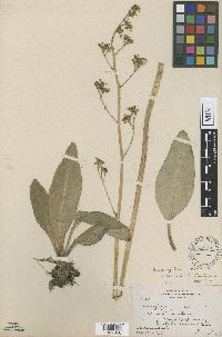 Micranthes pensylvanica image