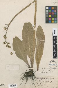 Micranthes pensylvanica image