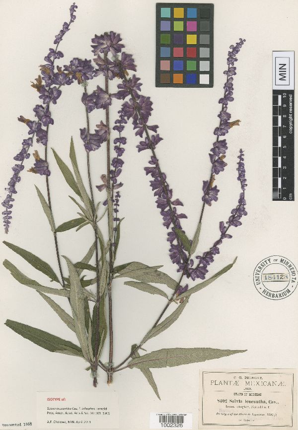 Salvia leucantha image