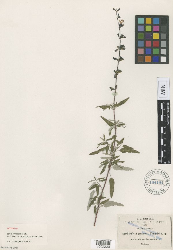Salvia pannosa image
