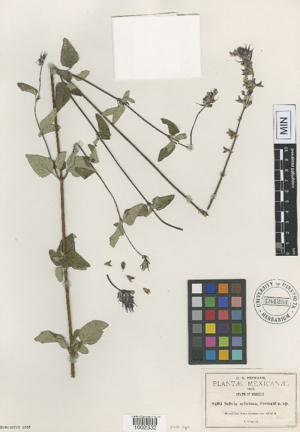 Salvia setulosa image