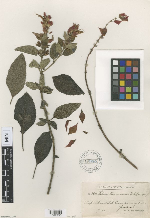 Salvia thormannii image