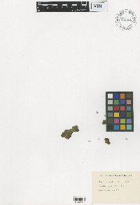 Media resource of Salvinia cucullata