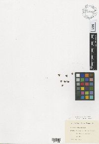 Media resource of Salvinia sprucei