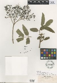 Media resource of Sambucus neomexicana