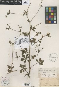 Sanicula canadensis image