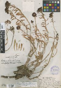 Rhodiola integrifolia image