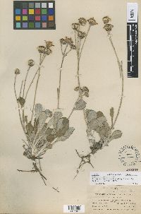 Media resource of Packera neomexicana