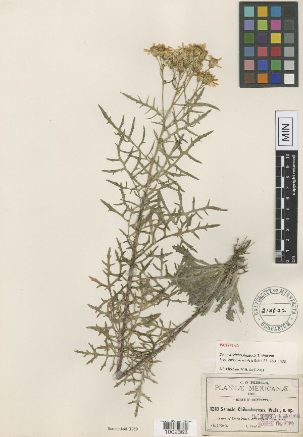 Senecio chihuahuensis image