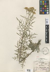Media resource of Senecio chihuahuensis