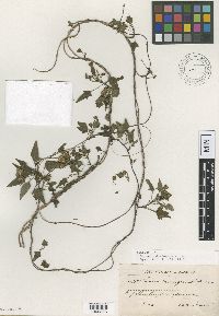 Media resource of Senecio domingensis