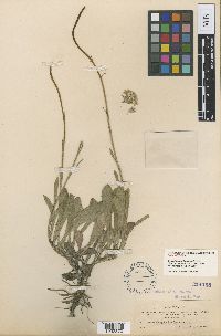 Media resource of Senecio actinella
