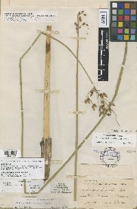 Thumbnail image of current specimen