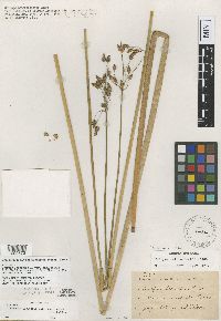 Thumbnail image of current specimen