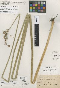 Thumbnail image of current specimen