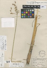 Thumbnail image of current specimen
