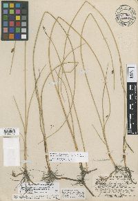 Thumbnail image of current specimen