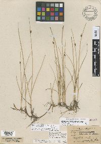 Thumbnail image of current specimen
