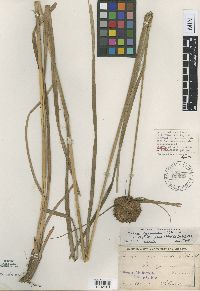 Thumbnail image of current specimen