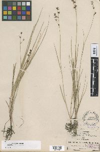 Thumbnail image of current specimen