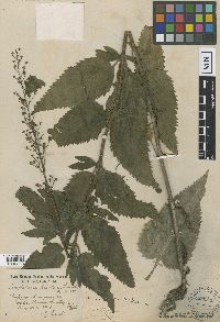 Media resource of Scrophularia lanceolata