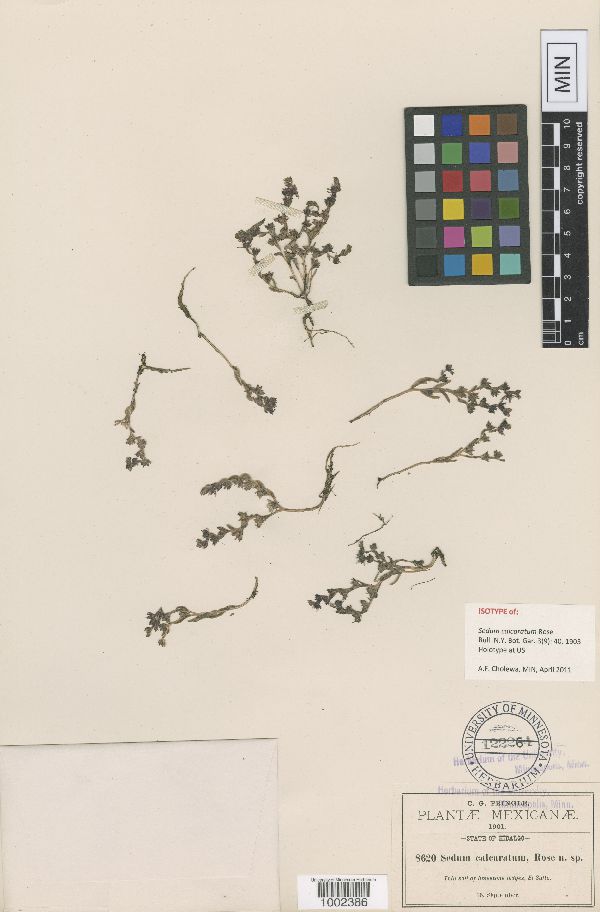 Sedum calcaratum image