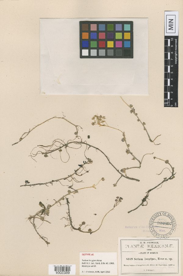 Sedum longipes image