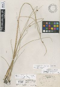 Thumbnail image of current specimen