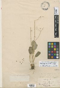 Media resource of Micranthes marshallii