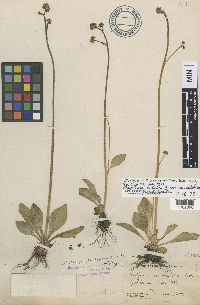 Micranthes nidifica image