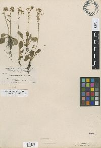 Media resource of Micranthes occidentalis