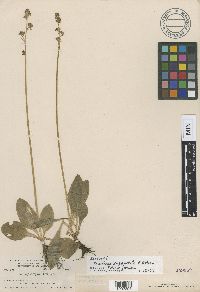 Media resource of Micranthes subapetala