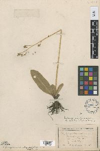 Micranthes pensylvanica image