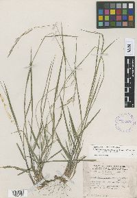 Schizachne purpurascens image