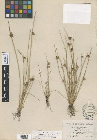 Schoenoplectiella purshiana image