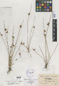 Schoenoplectiella purshiana image