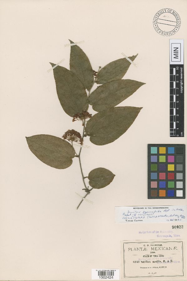 Smilax mollis image