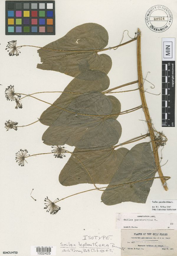 Smilax pseudo-china image