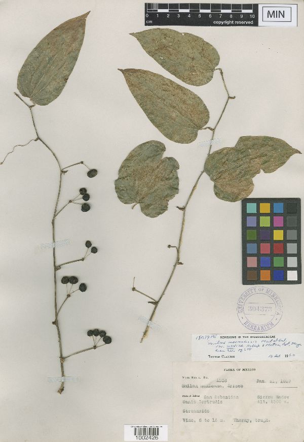 Smilax moranensis image