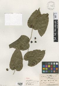 Smilax mollis image