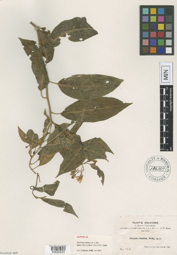 Solanum aligerum image