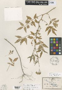 Media resource of Solanum cardiophyllum