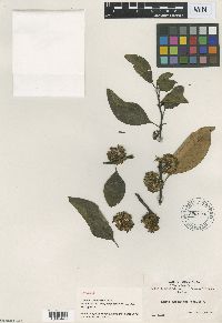 Media resource of Solanum aphyodendron