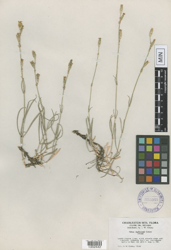 Caryophyllaceae image