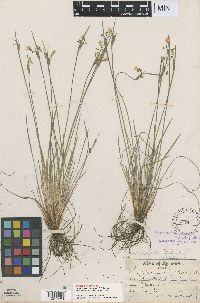 Sisyrinchium campestre image