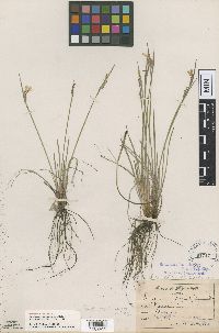 Sisyrinchium campestre image