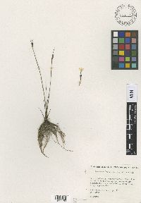 Media resource of Sisyrinchium cholewae