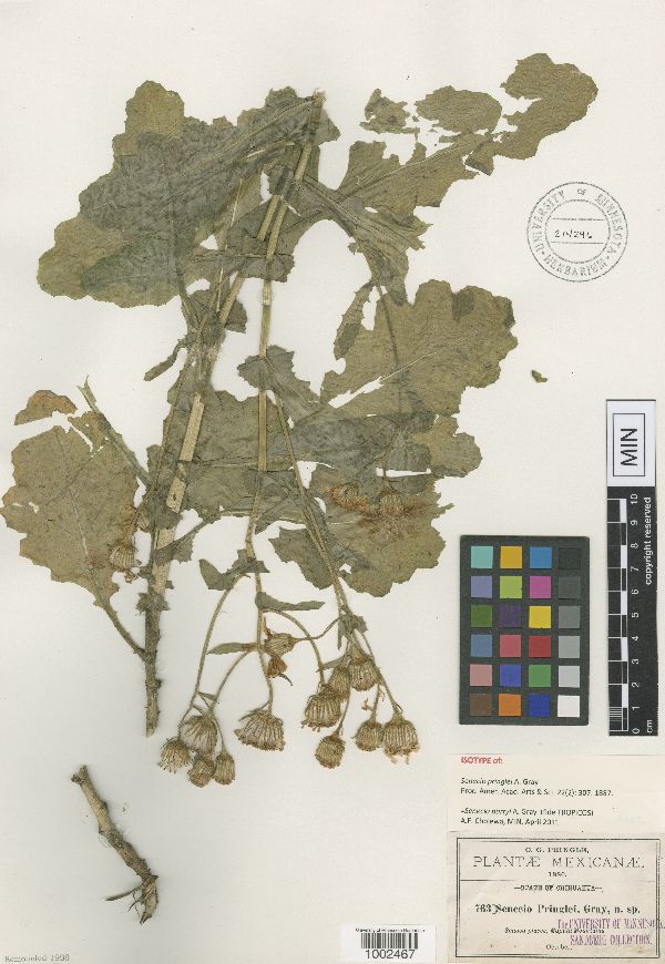 Senecio parryi image