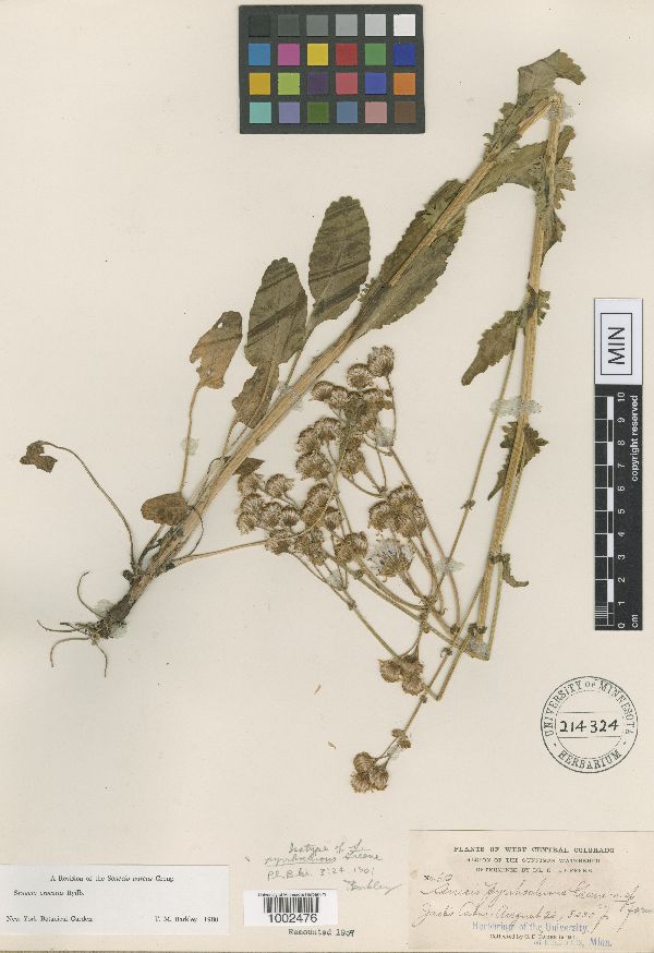 Packera crocata image