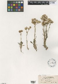 Packera crocata image